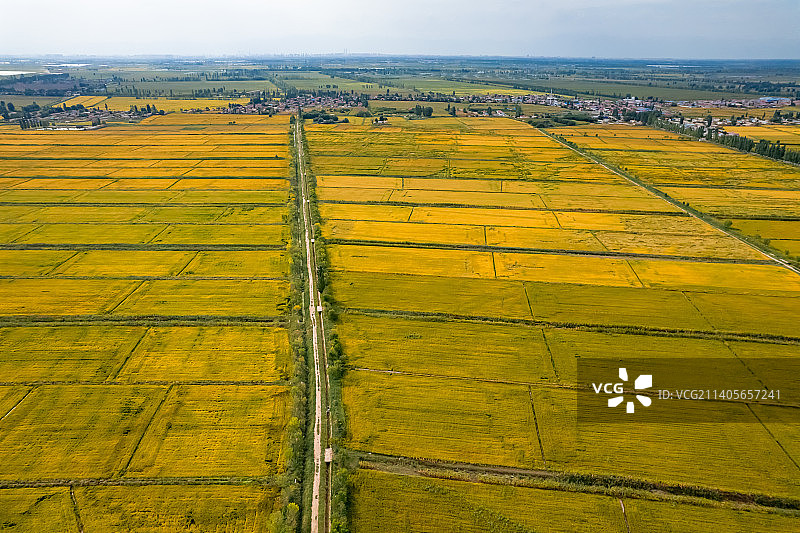 宁夏平原黄河两岸金秋金色稻田图片素材