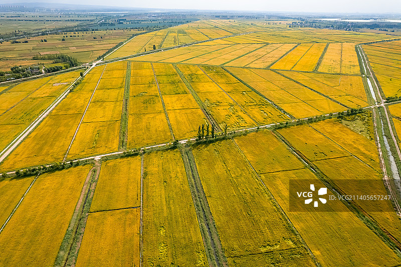 宁夏平原黄河两岸金秋金色稻田图片素材