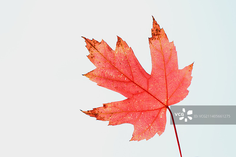 红枫叶图片素材