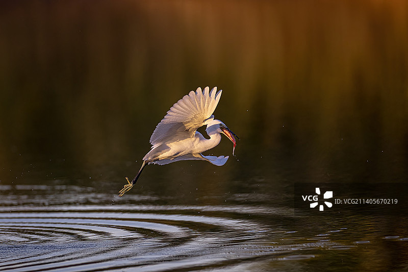 白鹭的早餐图片素材