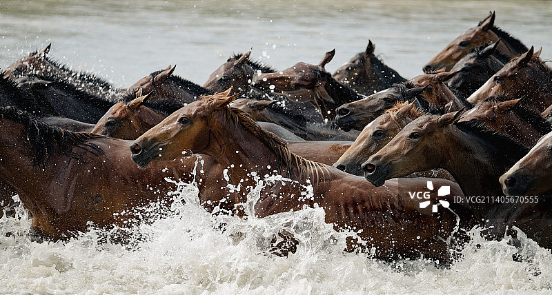 新疆昭苏湿地公园天马浴河，马在水中奔跑图片素材
