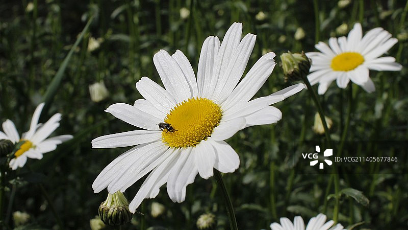 白色雏菊的特写镜头图片素材