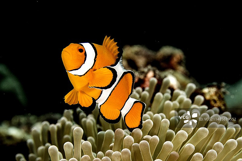 黑边公子小丑鱼图片素材