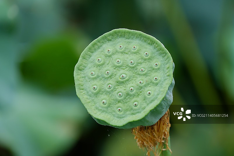 莲蓬莲子图片素材