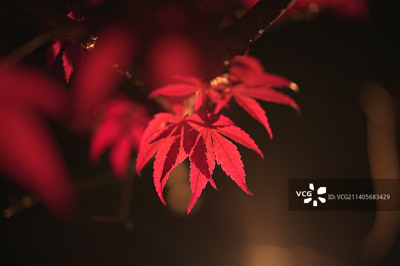 枫 取景于路边不起眼的枫树图片素材