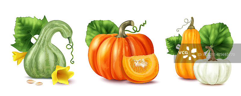 逼真南瓜合集图片素材