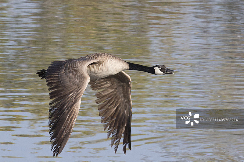 飞行中的加拿大鹅图片素材