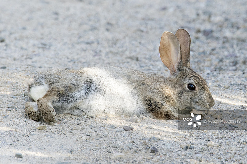 灌木丛兔子躺着图片素材