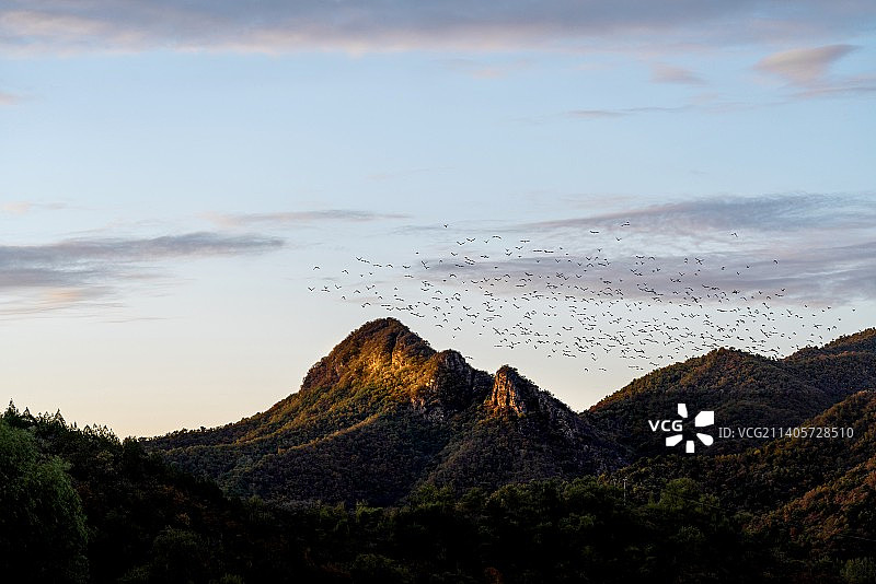 飞鸟晨阳图片素材