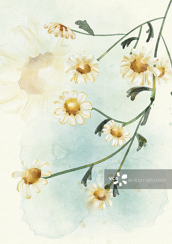 洋甘菊水彩插画图片素材