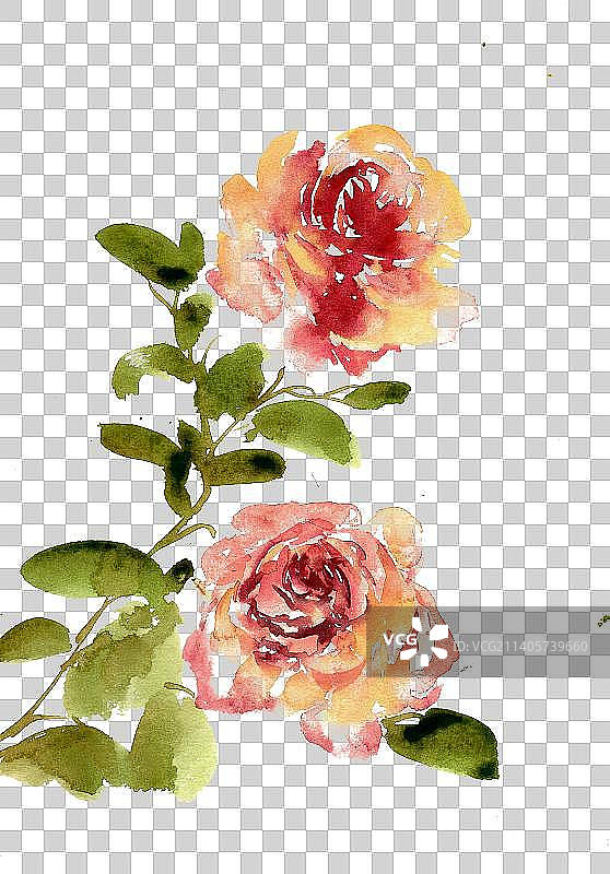 盛开的月季花图片素材