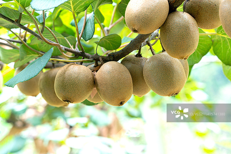 世界猕猴桃原产地宜昌雾渡河的猕猴桃图片素材