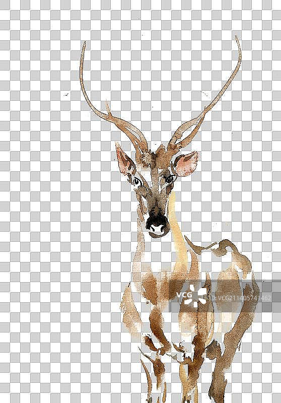 站立的小鹿图片素材