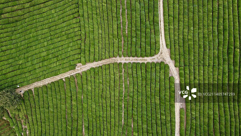 景德镇浮梁县寒溪村的茶园图片素材