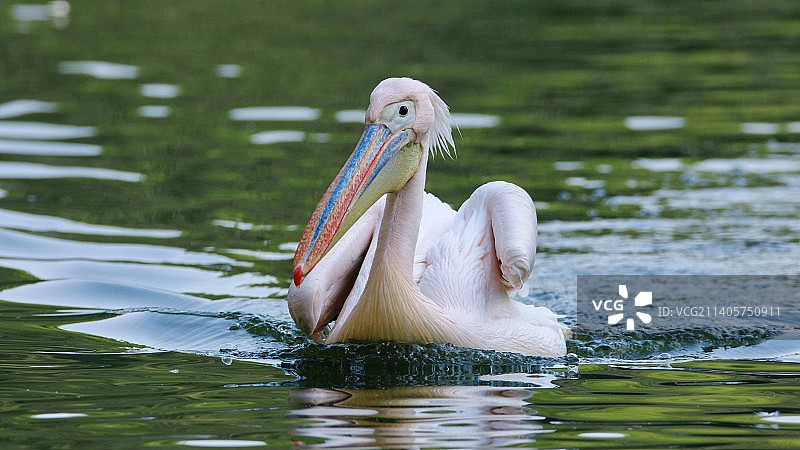 鹈鹕湖中游泳的特写镜头图片素材