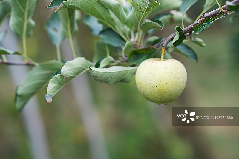 枝头一个王林苹果图片素材