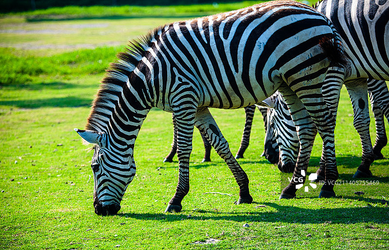斑马站在草地上的特写镜头图片素材