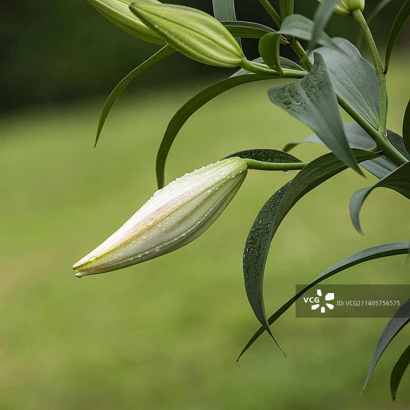 含苞欲放的百合图片素材
