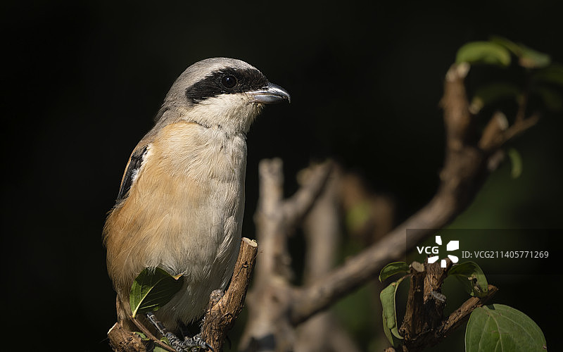 棕背伯劳半身特写图片素材