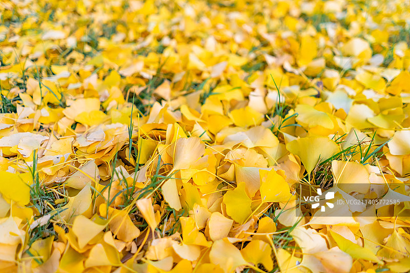 中国山东省泰安市泰山区泰山旅游景区著名景点，古代建筑拍摄主题行宫岱庙，地面上覆盖的金黄色银杏叶，户外图片素材