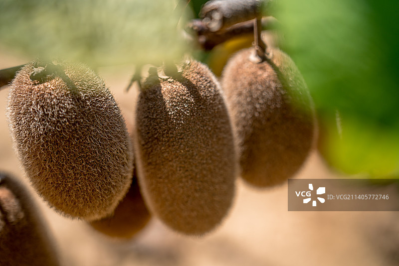 山村的猕猴桃熟了图片素材