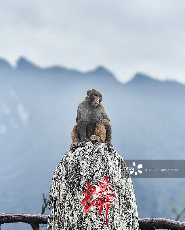 重庆涪陵武陵山大裂谷猴王图片素材