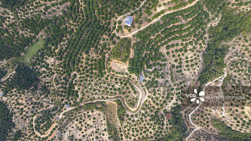 白河江橄榄培育基地图片素材