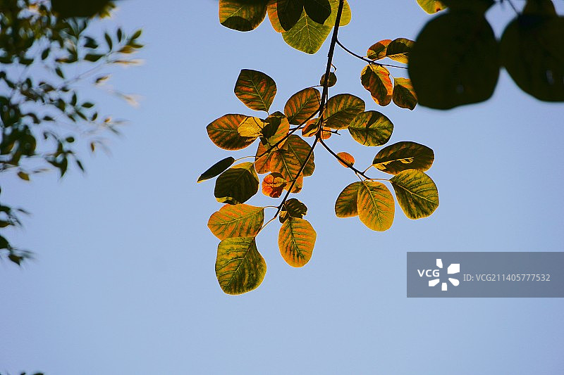 落日余晖下的黄栌枝桠图片素材