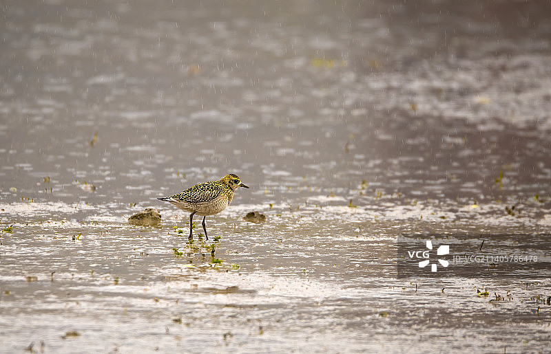 金斑鸻——雨中图片素材