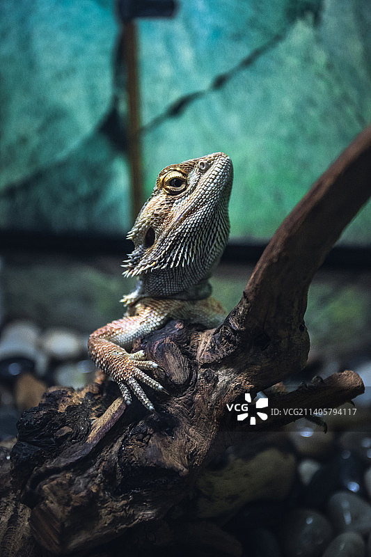 娇傲的海龙蜥蜴图片素材