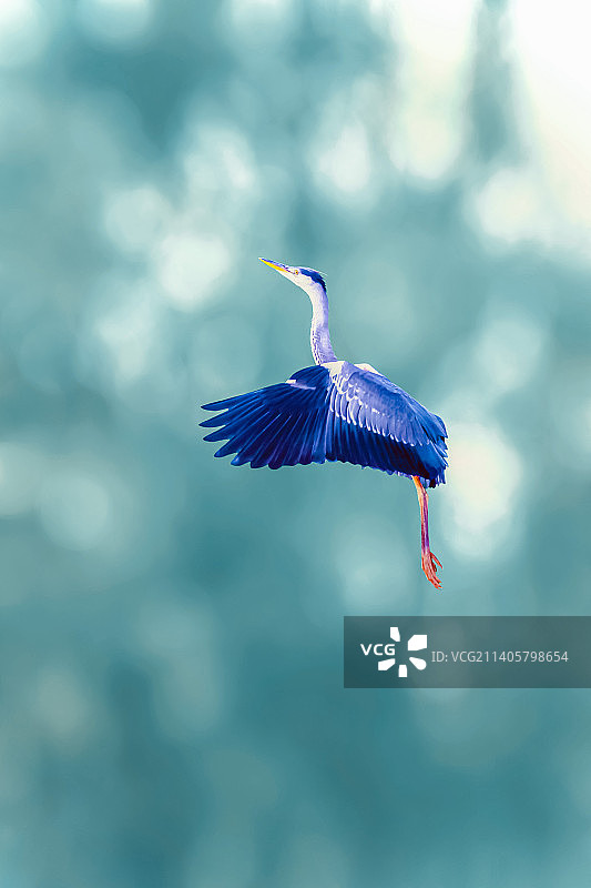 苍鹭--向上向上图片素材