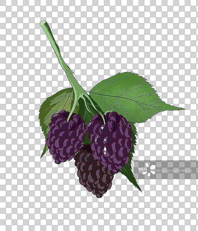 卡通手绘植物中草药桑葚果实丰收收获桑叶春天春季立春春分农作物二十四节气插画图片素材