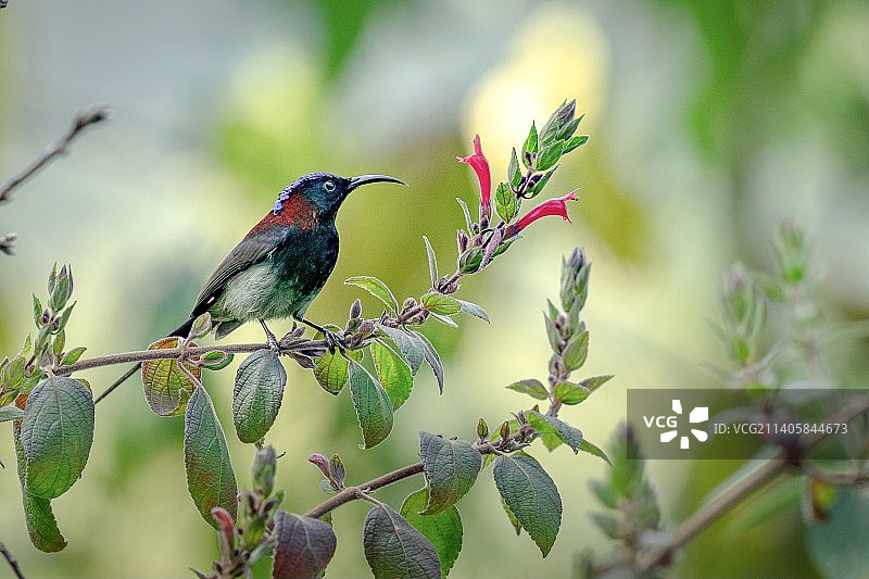 太阳鸟图片素材