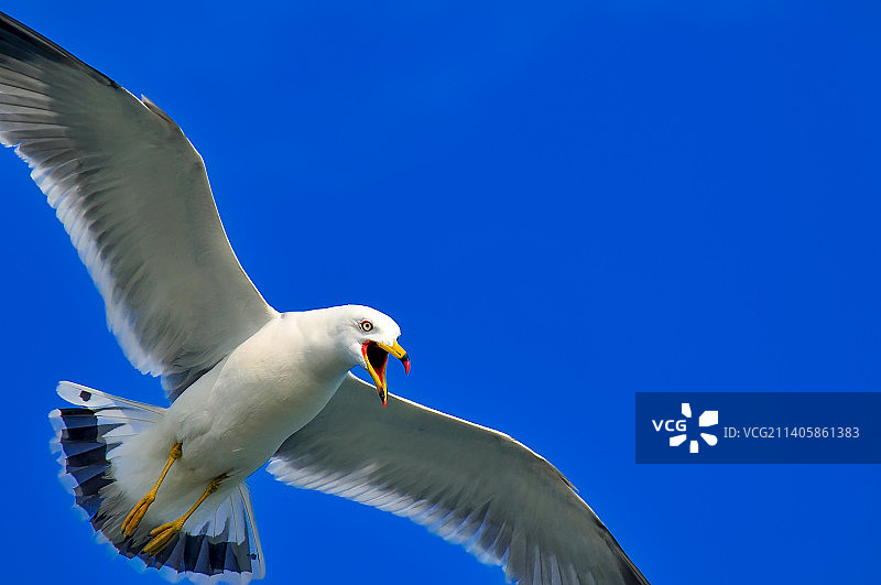 红嘴海鸥图片素材