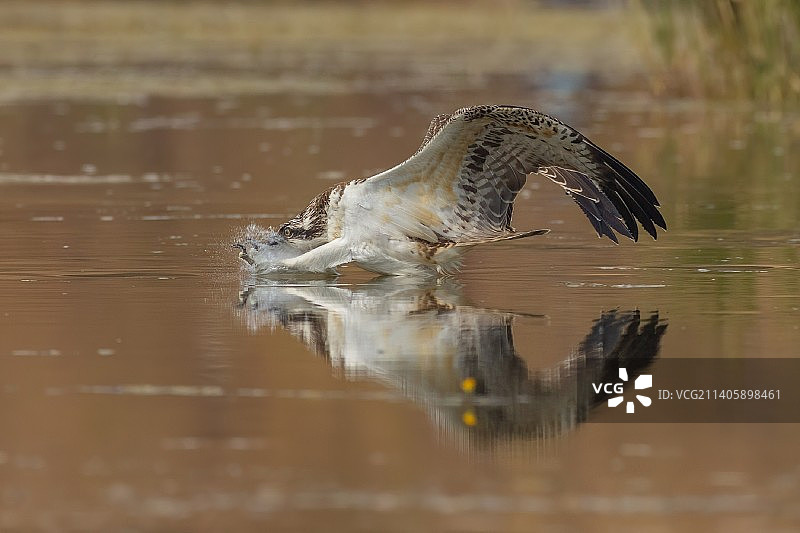 大鹗推水！图片素材