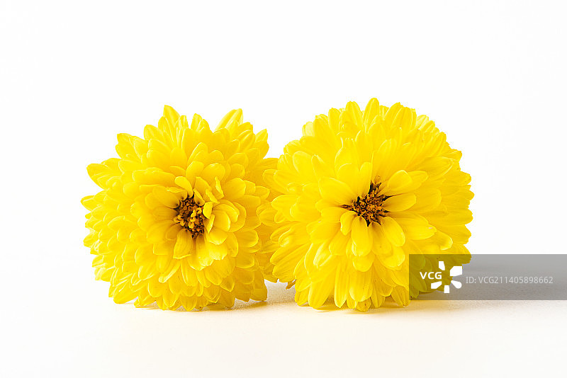 白色背景上的两朵小黄花雏菊图片素材