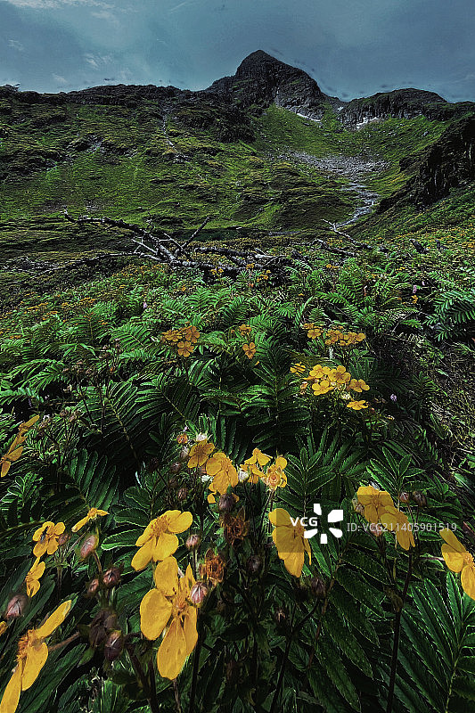 高山花园图片素材
