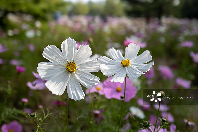 田野上白色开花植物的特写镜头图片素材