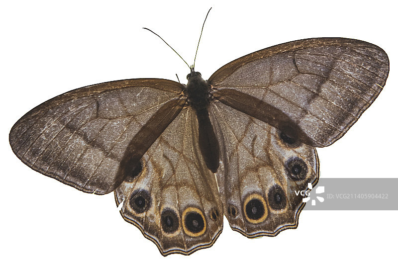 蝴蝶特写图片素材