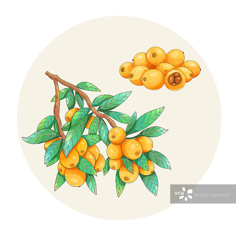 手绘水彩中药药材枇杷插画图片素材