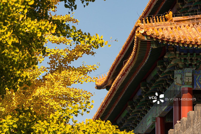 故宫宫殿与银杏秋景（特写）图片素材