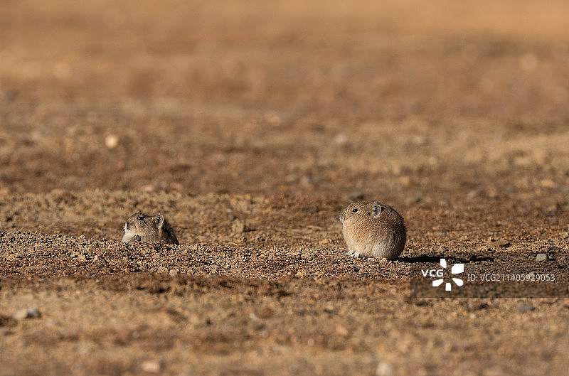 西藏野生动物图片素材