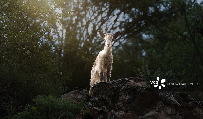野生动物图片素材