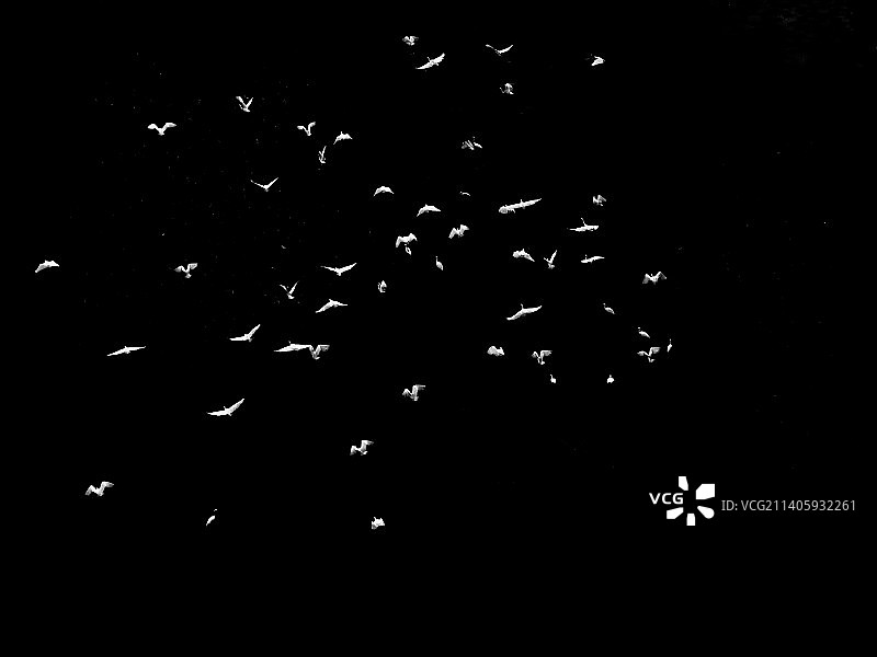 飞翔的白鹭图片素材