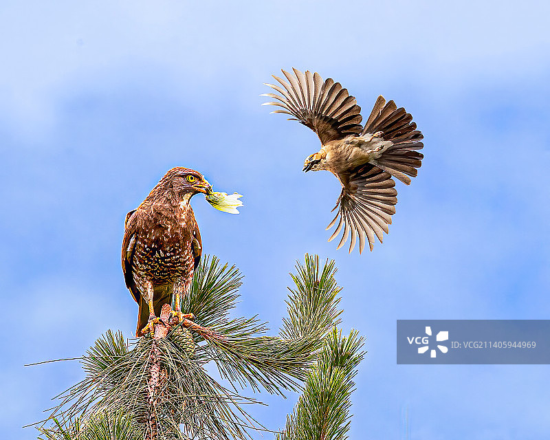 别抢—灰脸鵟鹰图片素材