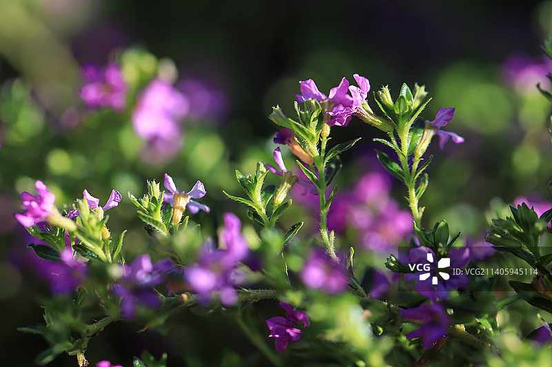 萼苣花图片素材