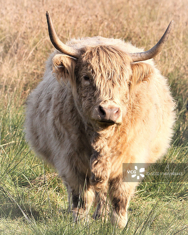 站在田野上的高地牛肖像图片素材