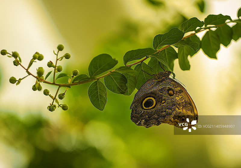植物上的蝴蝶特写图片素材