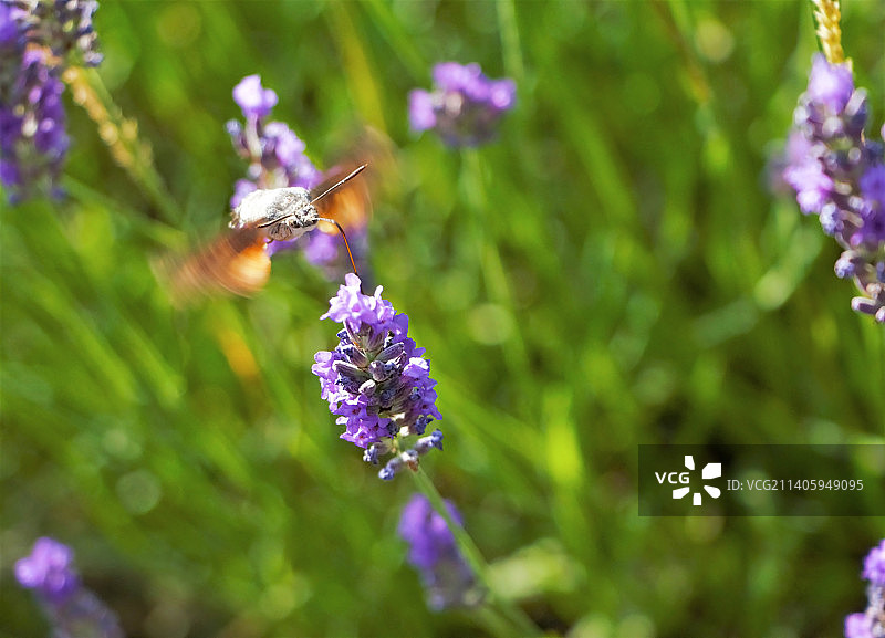 蜜蜂在紫色花朵上采蜜特写图片素材