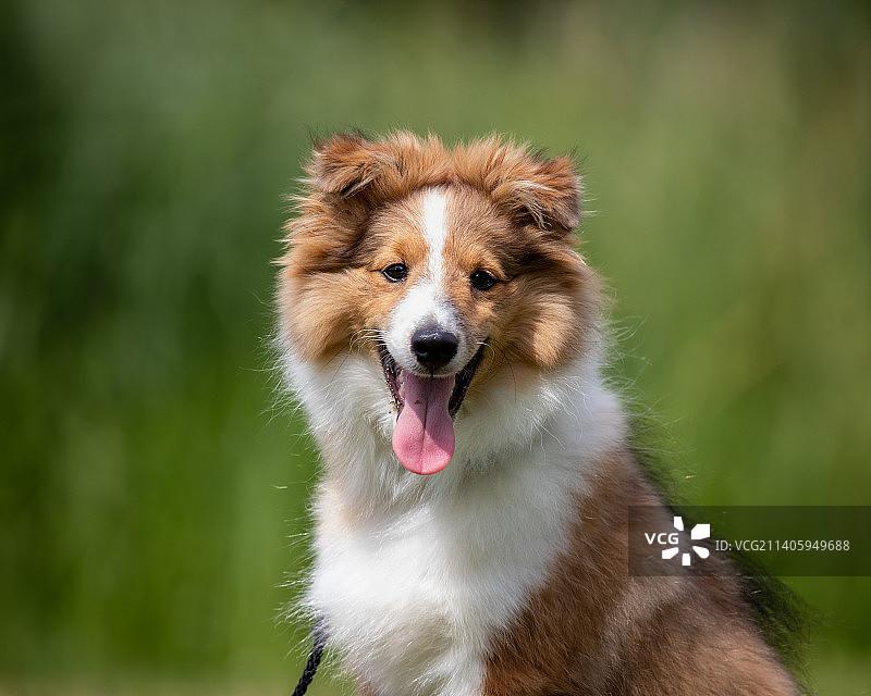 站在捷克田野上吐舌头的设得兰群岛牧羊犬肖像图片素材